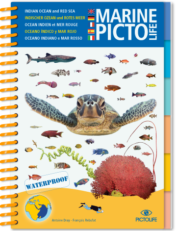 Rotes Meer Pictolife Tauchsportvertretungen