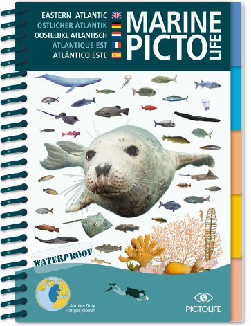 Atlantik Pictolife Tauchsportvertretungen